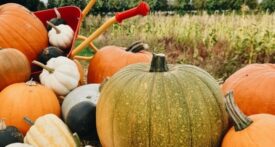 rectory farm pumpkin patch, pick your own pumpkins oxford, buy pumpkins oxford, pumpkin picking oxford